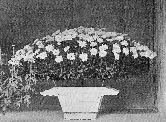 Chrysanthème japonais à l'Exposition universelle de 1900