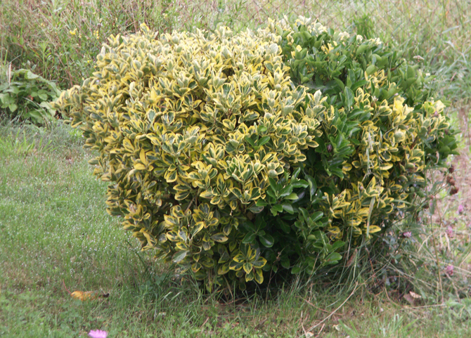 Fig 2 : Un individu de fusain panaché doré (Euonymus japonicus ‘Aureomarginatus’) dont certaines branches, au feuillage entièrement verte, sont retournées au type  © V.Malécot 