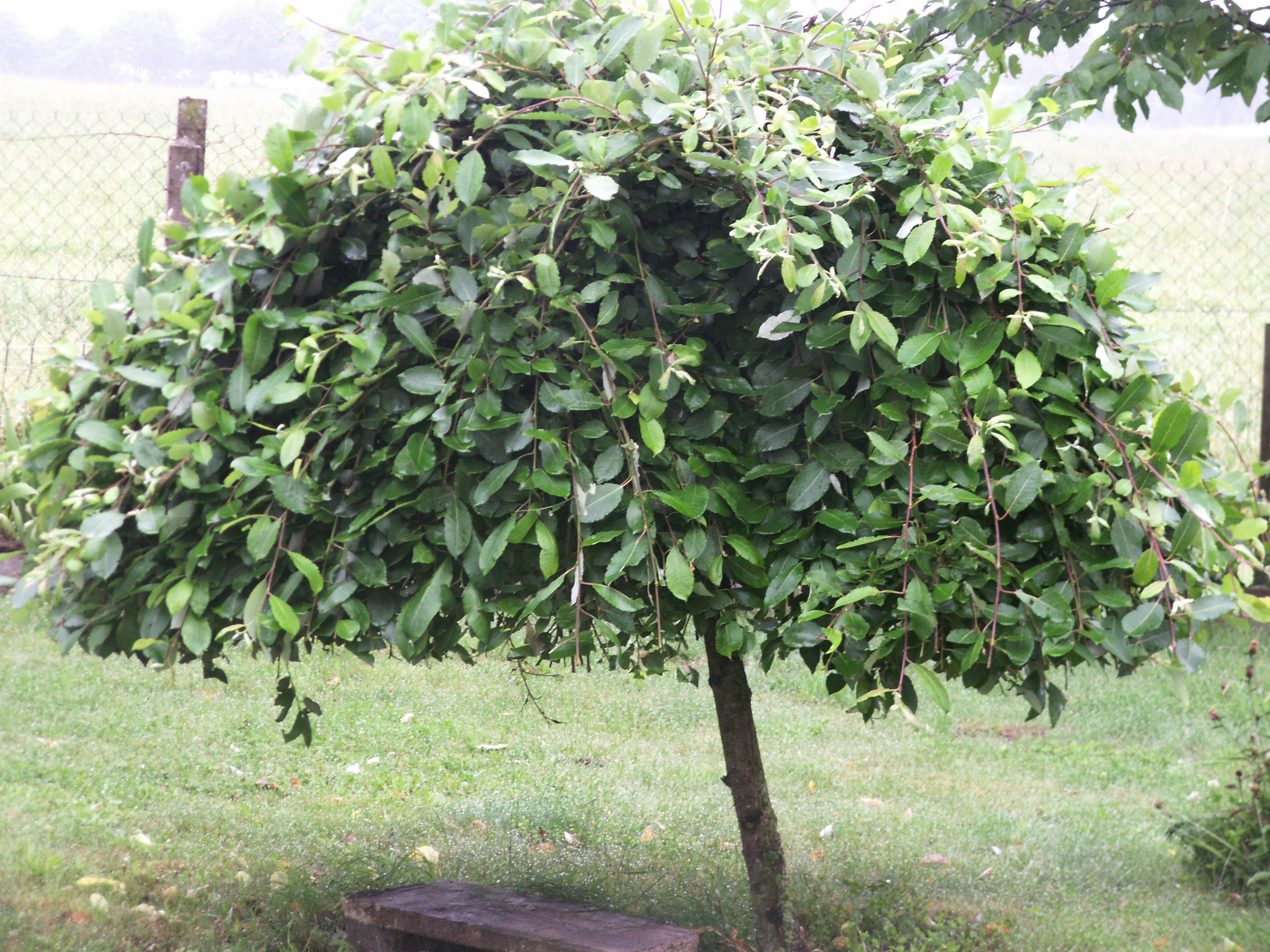 Fig 3 : Un saule marsault pleureur (Salix caprea ‘Pendula’) traité sur tige. Le nom de cultivar ne s’applique pas au tronc qui est, dans ce cas, issu d’une bouture d’un autre individu  © V.Malécot 