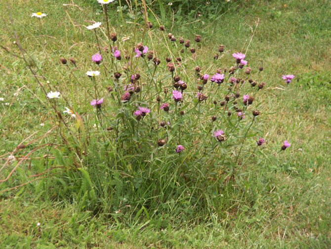 Fig 4 : Un individu de centaurée jacée (Centaurea jacea) et un de marguerite (Leucanthemum vulgare) évités par la tondeuse, ni l’un ni l’autre n’est une variété/obtention/cultivar  © V.Malécot 