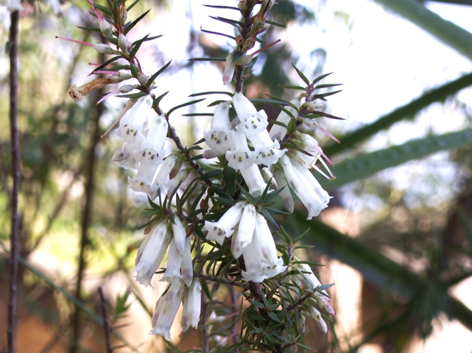 Figure A : Epacris impressa var. nivea, l’une des quatre variétés d’Epacris impressa, se distinguant des autres par ses fleurs blanches (les autres variétés sont à fleurs roses, rouge ou bicolores rouge/blanc). En milieu naturel, certaines populations sont composées exclusivement d’individus à fleurs blanches, d’autres comprennent des individus à fleurs blanches et des individus à fleurs colorées.  © V.Malécot 