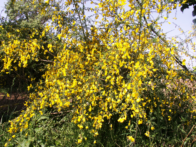 Fig C : Individu sauvage de Cytisus scoparius, à fleurs entièrement jaune  © V.Malécot 