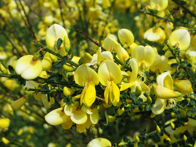 Fig D : Individu de Cytisus scoparius ‘Luna’, un cultivar sélectionné pour ses fleurs plus pâles, au moins au niveau de l’étendard  © V.Malécot 