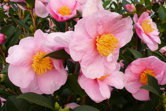 Des camellias de jardin... - Jardins de France