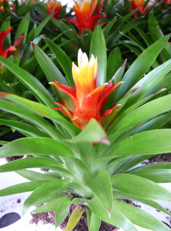 Guzmania issue de CIV - © N. Dorion