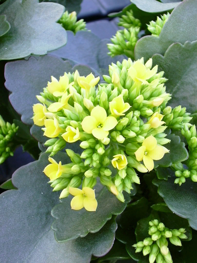 Kalanchoe blossfeldiana - © N. Dorion