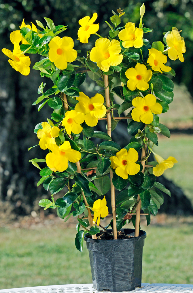 Dipladenia jaune - © Ets Lannes