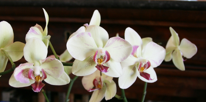 Les orchidées ont besoin de lumière modérée et d’une ambiance humide. Elles apprécient qu’on leur vaporise régulièrement de l’eau sur leur feuillage et leurs « racines ». - © Jean-François Coffin 