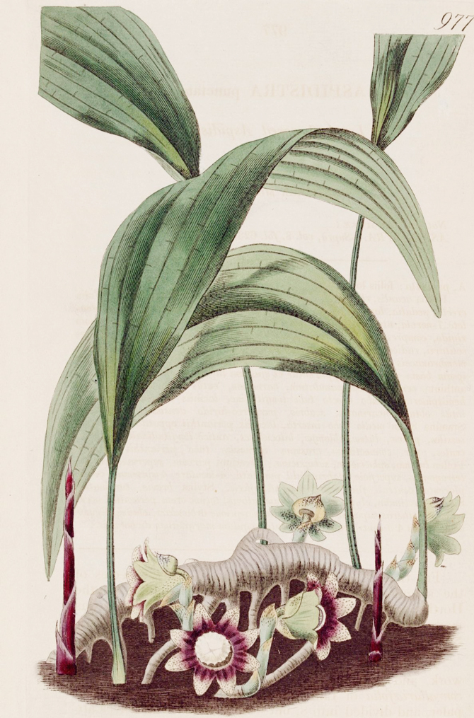 Aspidistra punctata. Botanical Registrer 1826