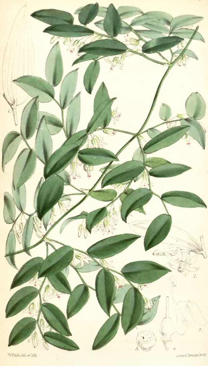 Myrsiphyllum asparaginoides