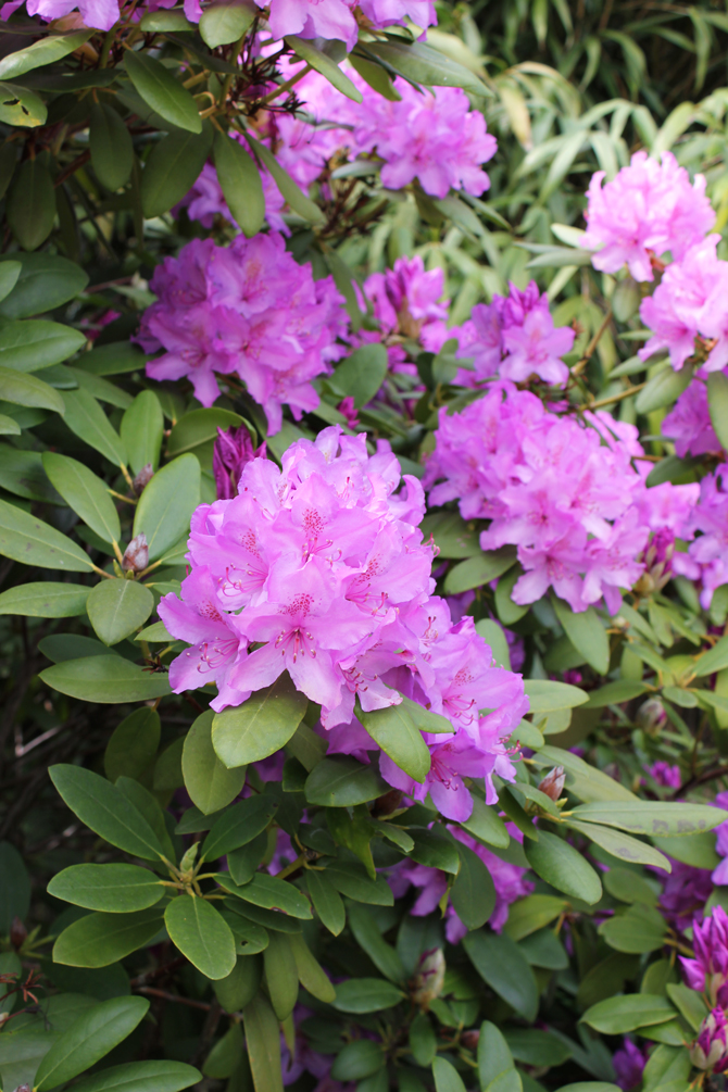 Rhododendron Catawbiense 