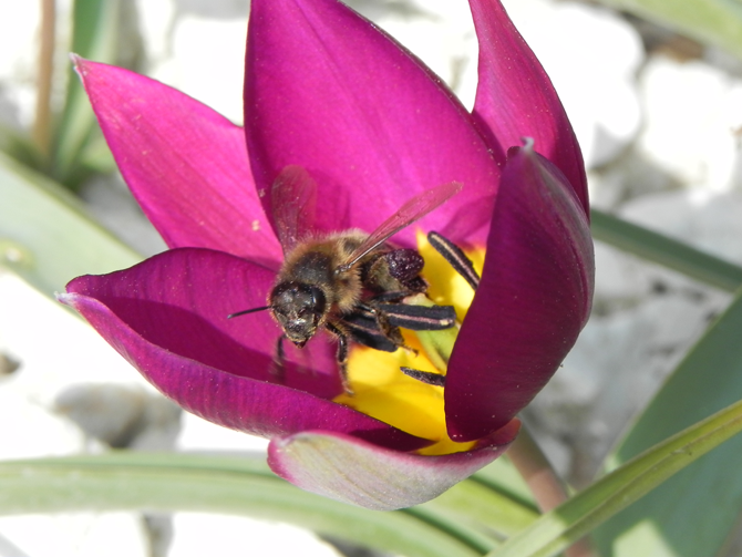 Abeille sauvage sur tulipe botanique, 25 mars 2011, au parc floral de Paris - © G. Carcassès