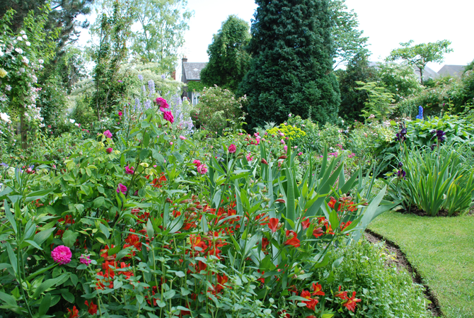 Ces Alstromeria rouges qui voisinent ici avec des zinnias, des iris et des rosiers fleurissent tout l’été - © G. Carcassès