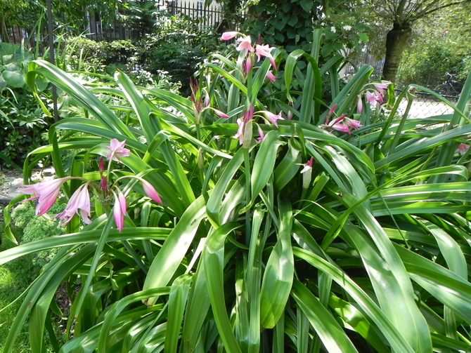 Au Jardin des plantes de Paris, cette énorme touffe de Crinum powellii impressionne les visiteurs par son opulence et sa floraison spectaculaire - © G. Carcassès