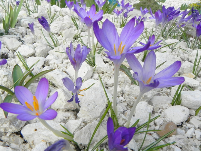  Dans cette rocaille, les crocus sont mis en valeur par un paillage en morceaux de craie - © G. Carcassès  