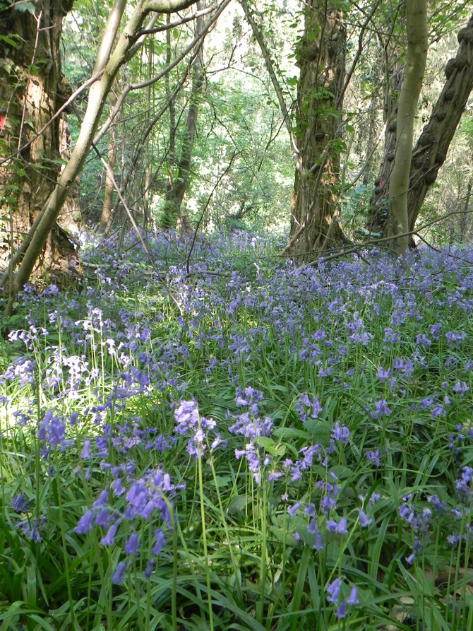  La jacinthe des bois se plait sous les charmes et les chênes - © G. Carcassès  