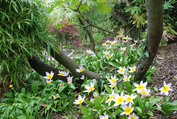 Cette troupe de tulipes ‘Lilac Wonder’ s’est naturalisée dans le jardin japonais du parc de l’amitié à Rueil-Malmaison - © G. Carcassès 