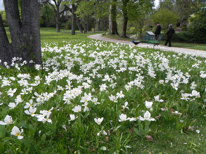 Au parc de Bagatelle à Paris, ces tulipes blanches forment un décor printanier étonnant - © G. Carcassès