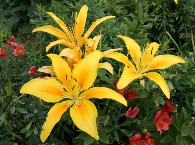 Du bulbe à la fleur, conseils pour réussir - Jardins de France