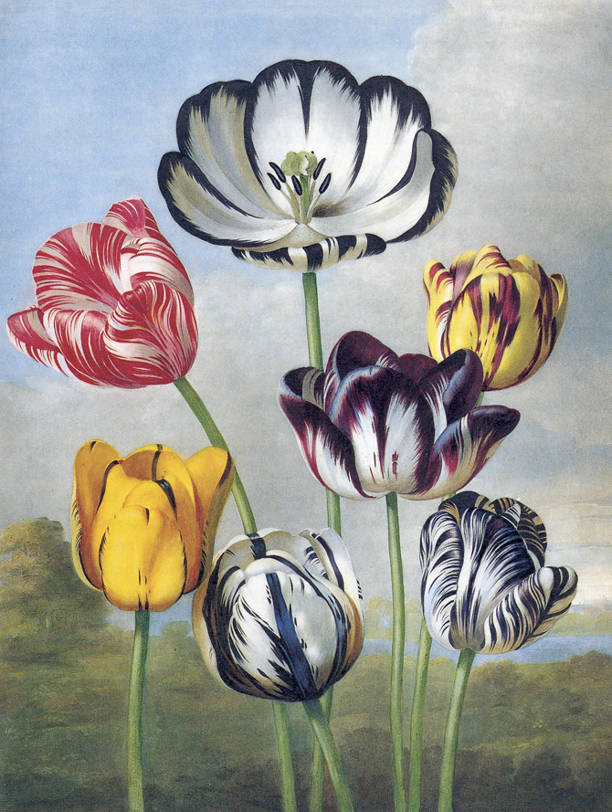 Tulipe panache - Robert Thornton, vers 1800 