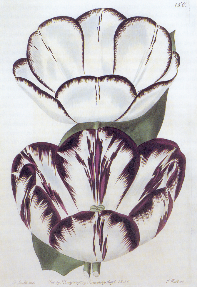 Tulipe Louis XVI - The florist guide, 1830