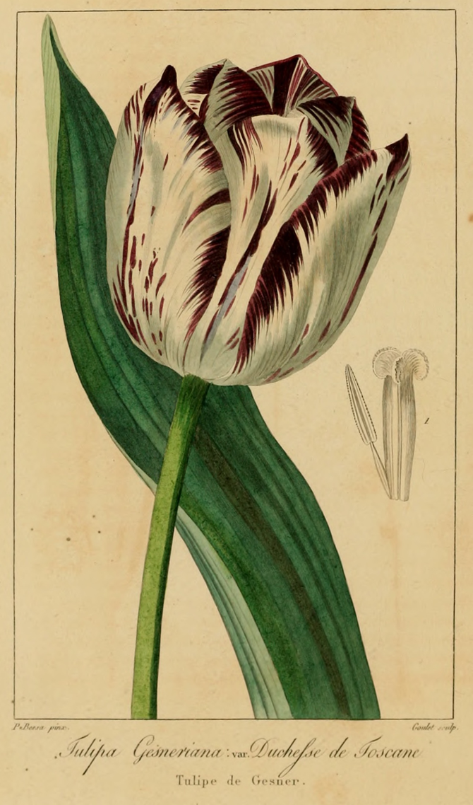 Tulipa Gesneriana Duchesse de Toscane - Herbier de l'amateur de fleurs, 1835