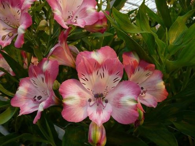 Alstroemeria - © N. Dorion