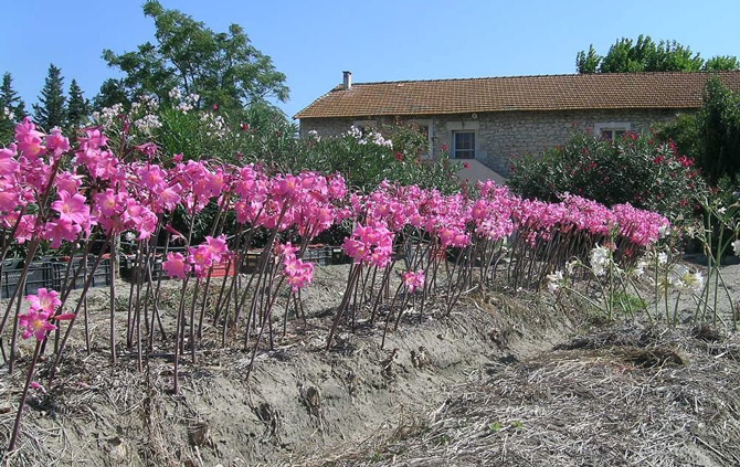 Massif d'Amaryllis belladona près du Mas d'Argence - © Bulb'Argence