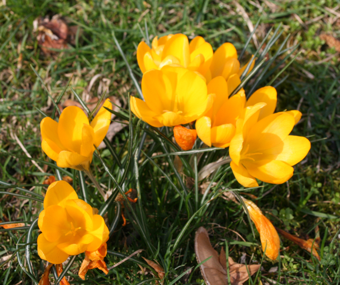 Crocus jaune - © J.-F. Coffin