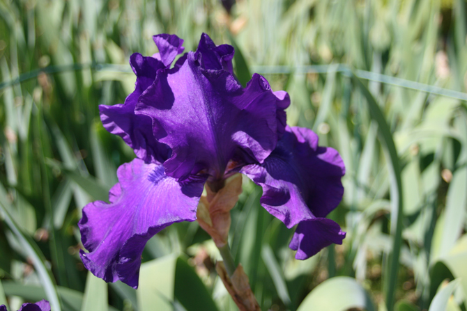 Iris - © J.-F. Coffin