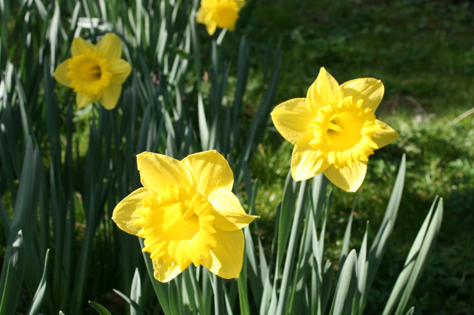 Du bulbe à la fleur, conseils pour réussir - Jardins de France