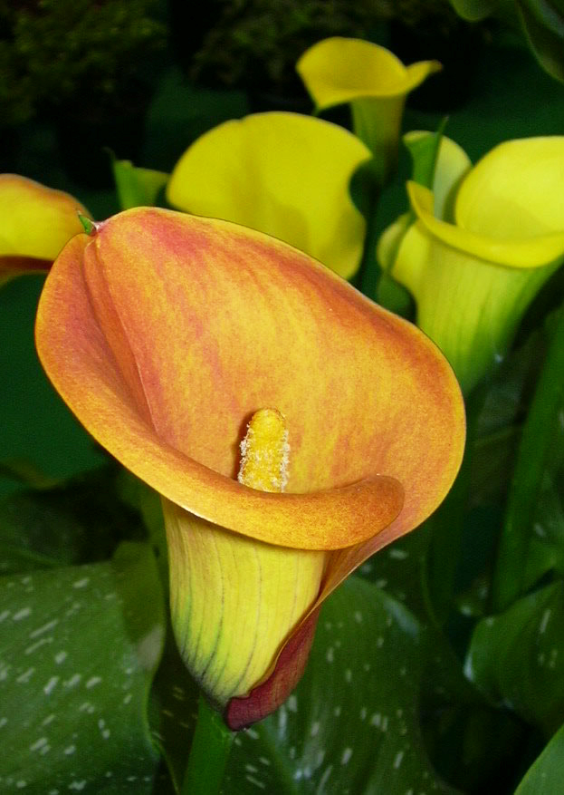 Zantedeschia - © N. Dorion