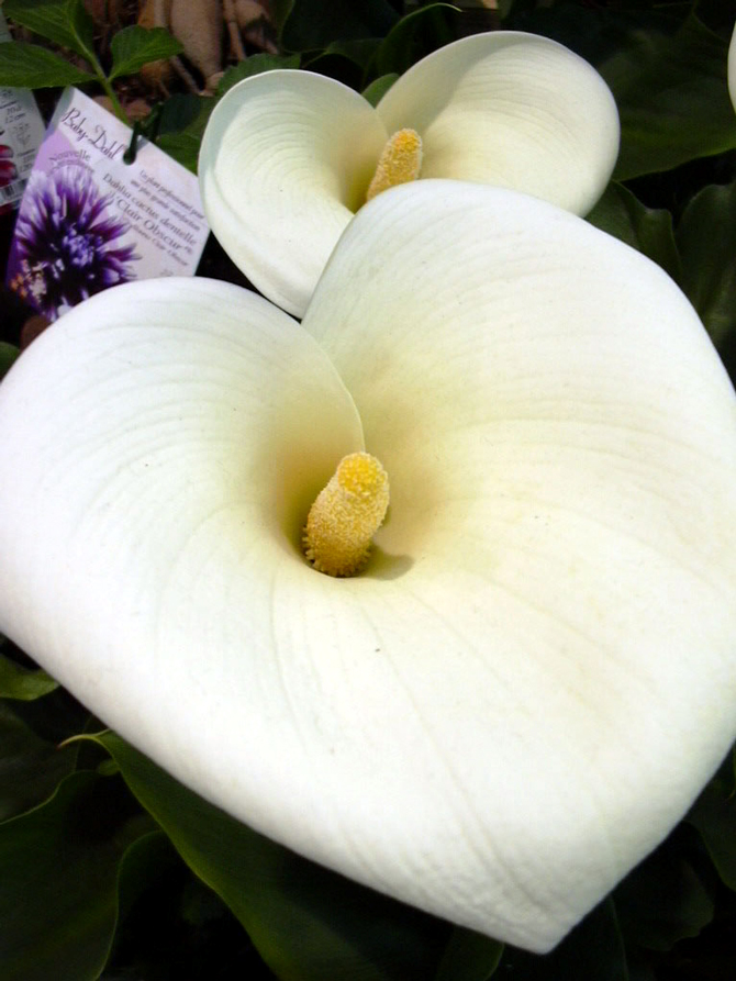 Zantedeschia aethiopica - © N. Dorion