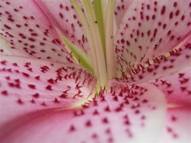 Intérieur de fleurs de lis orientaux - © M. Le Nard 
