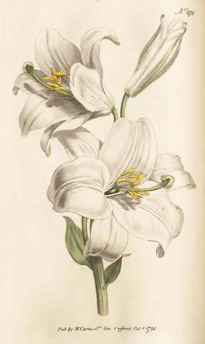 Lilium candidum - 1795