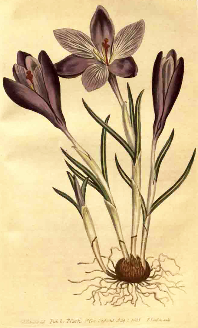 Crocus sativus - 1806