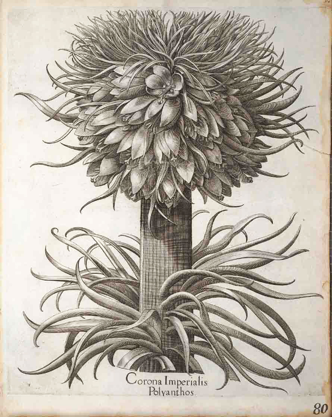 Corona imperialis polyanthos - Hortus eystettensis, 1611