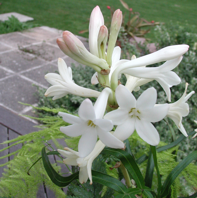 Polianthes tuberosa - D. Lejeune