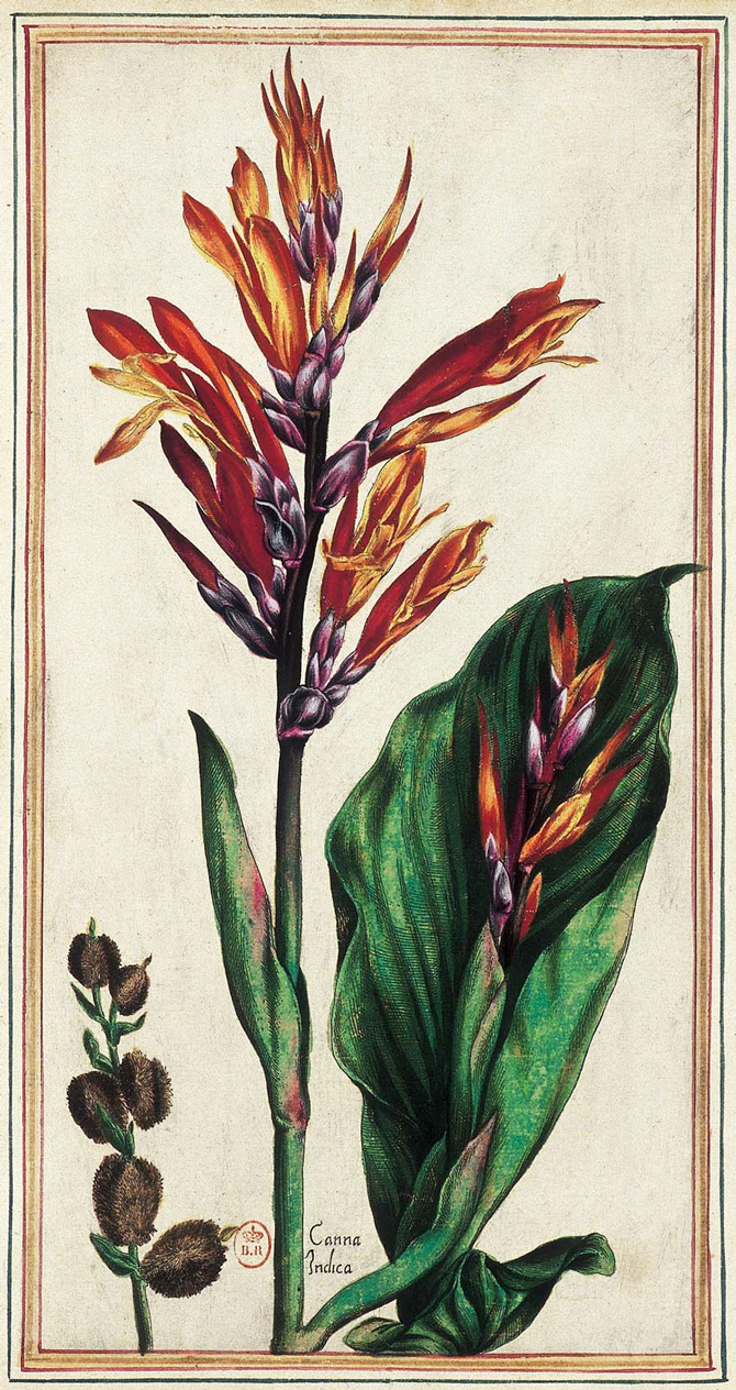 Canna indica - Pierre Vallet, Le jardin du roi très chrétien Henri IV, 1608