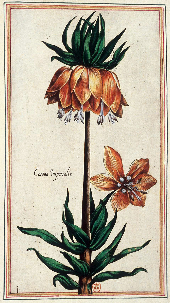 Fritillaria imperialis - Pierre Vallet, Le jardin du roi très chrétien Henri IV, 1608