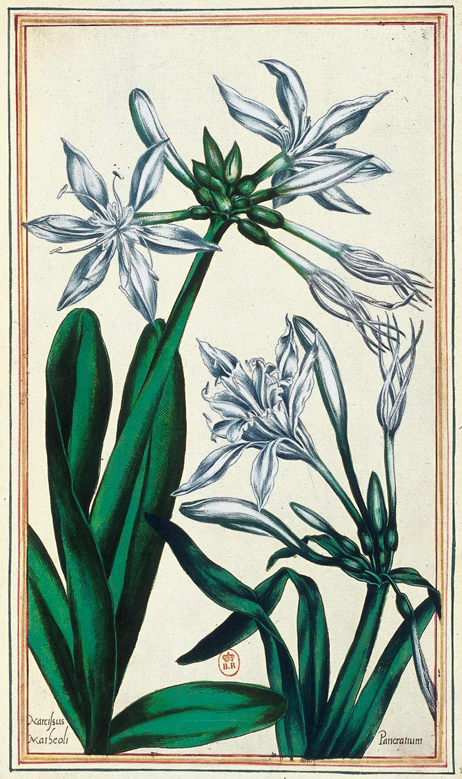 Narcissus et Pancratium - Pierre Vallet, Le jardin du roi très chrétien Henri IV, 1608