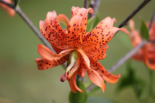 Lilium tigrinum flore pleno - © Marcel Le Nard