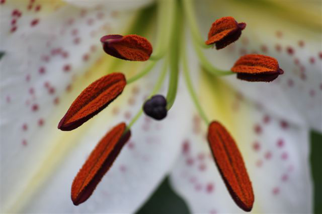 Intérieur de fleur de lis orientaux - © M. Le Nard