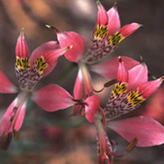 Alstroemeria Hookeri - © Turcieflor