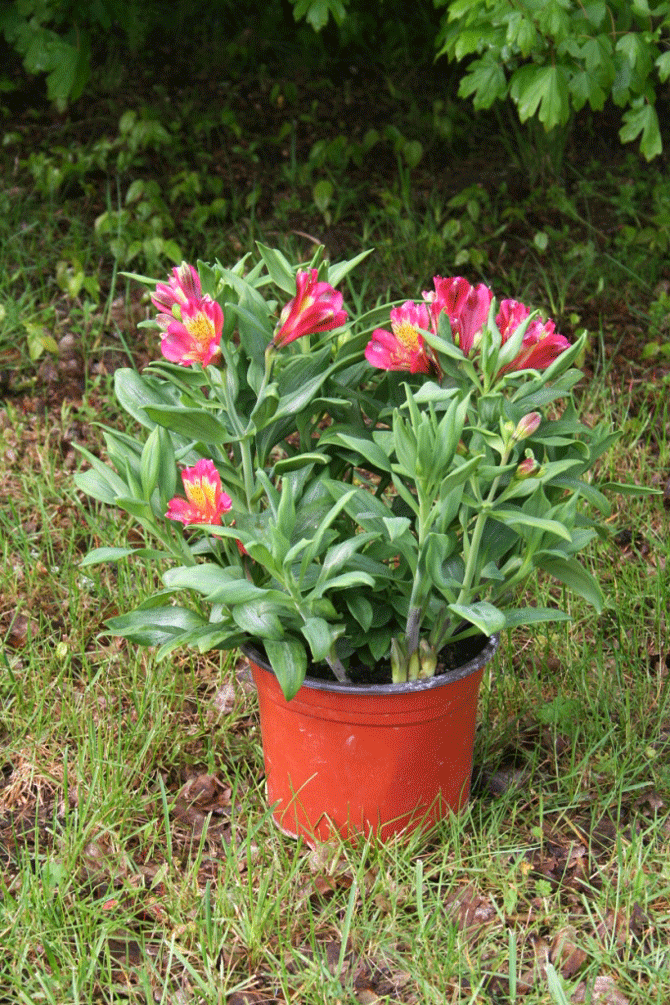 Alstroemeria - © Turcieflor