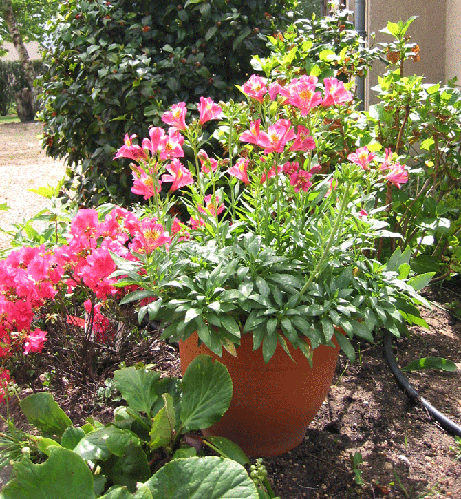 Alstroemeria - © Turcieflor