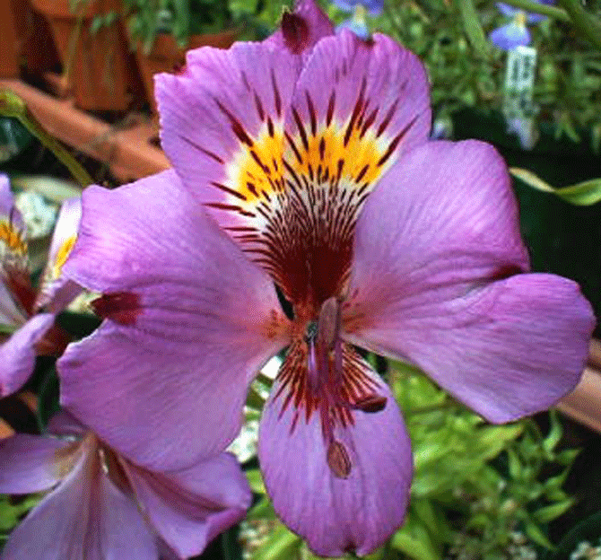 Alstroemeria Modesta - © Turcieflor