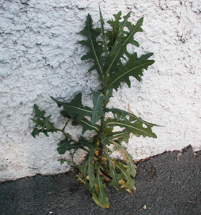 Lactuca serriola - © J.-N. Plagès