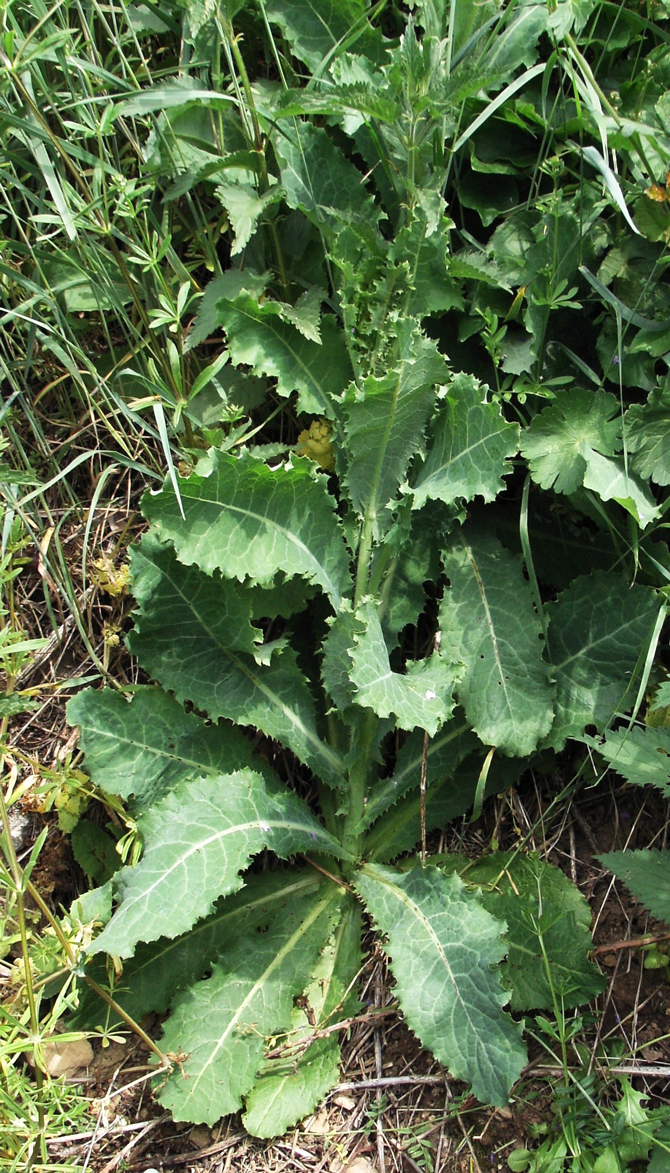 Lactuca virosa - © J.-N. Plagès