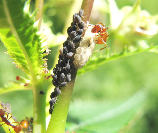 Des fourmis s’attaquent à une larve de syrphe dévorant les pucerons qu’elles exploitent - © V. Albouy